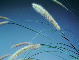 Flowering heads of African feathergrass have feather-like serrated bristles up to 1 cm long.