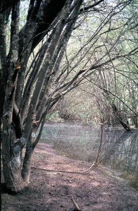 Willows shade out and displace native vegetation, leading to erosion and poor water quality.