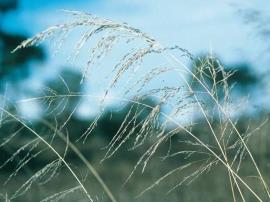African lovegrass has clusters of seeds on the end of stems