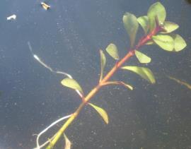 Red ludwigia forms roots at the nodes on the stems.