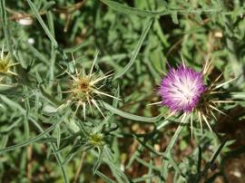 Star thistle flower head.