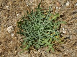 Star thistle rosette.