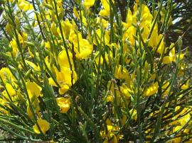 Spanish broom flowers and stems.