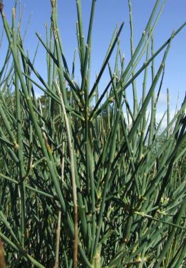 Spanish broom foliage.