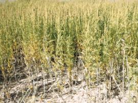 Perennial ragweed infestation.