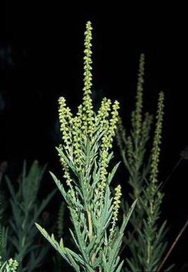 Perennial ragweed seedheads.