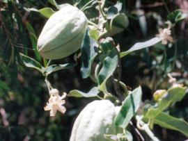Moth vine showing the pinkish flowers, large greyish green fruit.