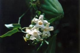 Moth vine flowers grow in clusters of 2 to 5 flowers.
