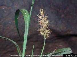 Seed head of Mossman River grass.