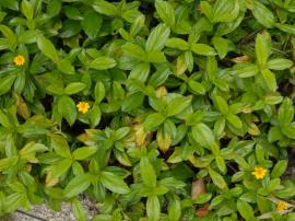 Singapore daisy forms dense mats over the ground.
