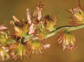 Seeds of Mossman River grass.
