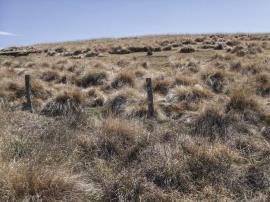 A heavy African lovegrass infestation taking over most of a paddock