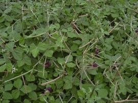 Siratro has long thin seed pods