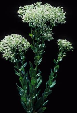Hoary cress.