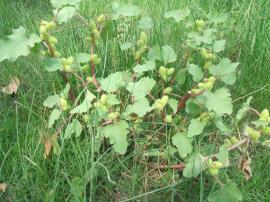 South American burr grows up to one metre tall.