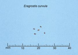 African lovegrass seeds are about 1 mm long