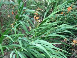 Montbretia plants have stappy, drooping leaves. Generally leaves are short-lived. 