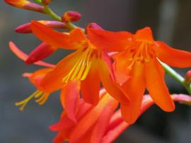 Montbretia flowers have six petals, the style splits near its tip. 