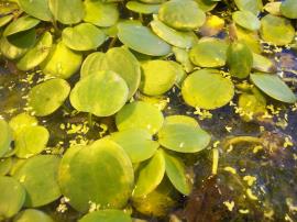 Leaves may be oval or heart-shaped with a pointed tip.