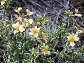 The flowers occur in bunches on the tips of stems. Single flowers can occur at the leaf base.