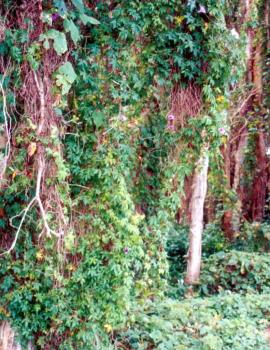A dense infestation of coastal morning glory climbing up tree trunks and smothering the ground.
