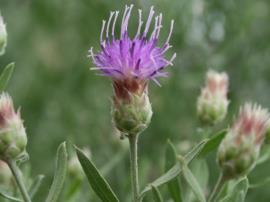 Creeping knapweed flowerhead.