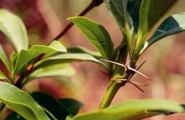 Sharp spines guard the leaf base.
