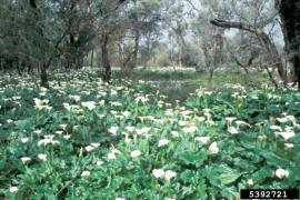 Arum lily can form dense infestations in moist areas.