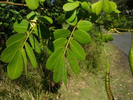 Cassia leaflets are in opposite pairs.