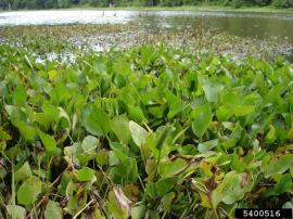 Older spongeplant leaves can extend up to 50 cm above the water.