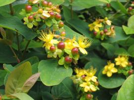 Tutsan with yellow flowers and unripe green to reddish fruit.