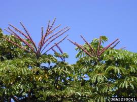 Clusters of red flowers growing at the top of the umbrella tree.