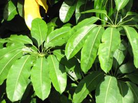 Leaves are made up of 7–16 leaflets radiating from the leaf stalk. Each leaflet is dark green, glossy, leathery and up to 30 cm long.