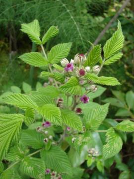White blackberry flowers are red or bright pink and grow in clusters.