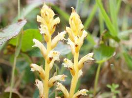 Hairy, yellow stems with flowers.