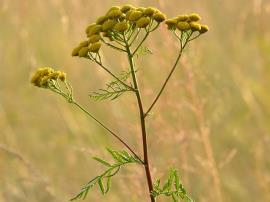 Common tansy has yellow, button-like flowers that grow in clusters.