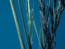 Narrow kernel espartillo