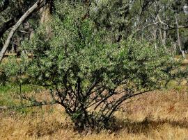 Feral olive trees have many stems.