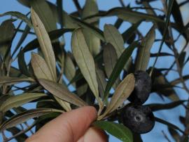 Feral olive