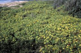 Bitou bush invades coastal dune systems.