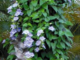 Laurel clock vine leaves are sometimes heart shaped with toothed edges. 