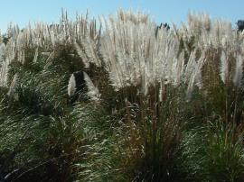 Pampas grass infestation