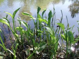 Broad-leaved emergent sagittaria.