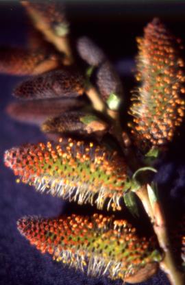 The catkins of a male hybrid shrub willow, S. x reichardtii.