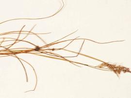 Uraguayan rice grass