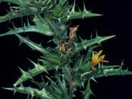 Golden thistle has spiny lobed leaves and yellow flowers.
