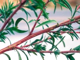 Kochia has striped stems and the leaves have no stalks. 