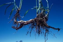 Johnson grass root system