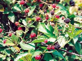 Blackberry fruit are red and dark purple