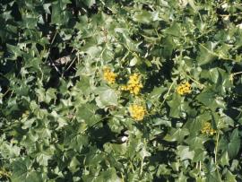 Cape ivy has glossy leaves and yellow flowers.